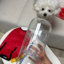 댕댕용품 | 독슬로 댕댕펀치 내돈내산 후기 위생적인 강아지 노즈워크장난감 써본 솔직 리뷰