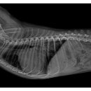 25시종합동물병원 이미지