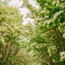 출렁다리 이팝나무길 이미지