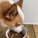 정기사료 이미지