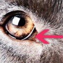 우리덕구동물병원 이미지