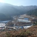 잣나무향기 이미지