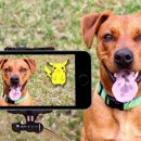 스마트독까페 이미지