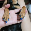 네일하는 강아지 이미지