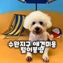 루이비숑 | 수완지구 애견미용 비숑 루이, 3mm 클리핑과 곰돌이컷 변신