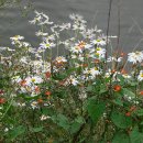 풀꽃향기 이미지