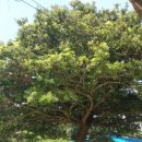 큰소낭 작은돌집 이미지