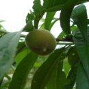 동희농원 이미지