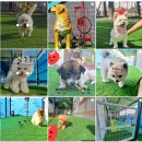 울도전기조명 | 나만 알고싶은 애견펜션 [선재도 개꿀하우스 펜션] 솔직후기