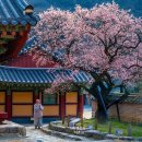 백양사(순천) 이미지