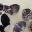 나비랑 바둑이 이미지