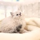 냥이의꿈 | 생생 리포트! 연천네바마스커레이드분양, OKDOG에서 꿈꾸던 냥이를 만나다!