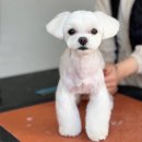 희야네 애견미용실 이미지