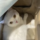 바미메디칼 | 2022.08.03 치오 / 인천 계양 소나무동물메디컬센터 고양이 건강검진