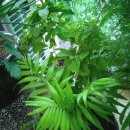 행복나무 이미지