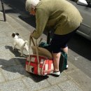 나는강아지 이미지