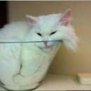 슈슈 동물병원 이미지