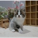 라온캣 잠실고양이분양 이미지