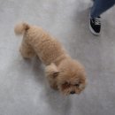 고고하개 이미지