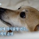 구슬이의 슬픈 사연이 &#39;개st하우스&#39; 영상으로 소개됐습니다. 이미지