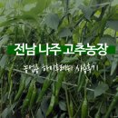 우림농장 | [농업용 하이후레쉬 사용후기]전남 나주 고추농장. 윤기나고 매끈한 고추를 수확했어요!