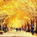 차량 통제된 길이 이렇게 인기일 줄이야" 전국 10대 가로수길에 선정된 단풍길 이미지