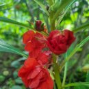 봉숭아손톱 이미지