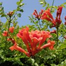 백일홍동산 이미지