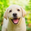 꽃보다강아지 이미지