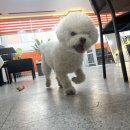 숑블리 이미지