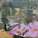 나비키친 이미지