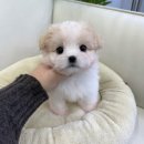 드림독 | 왕길동강아지분양 고민하다가 직접 다녀온 후기, 드림독 인천점 방문기 🐾