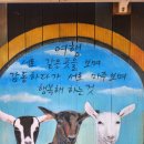 종명목장 | [제주]염소와 즐거운 시간을 보낼 수 있는 토종흑염소목장