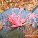 효창오리 이미지