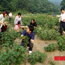 김옥태 농장 이미지