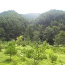 푸른산농원 이미지