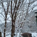 맑은개울 캠핑장 | 평창 숲과개울오토캠핑 펜션 내돈내산 힐링 여행 후기