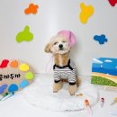 원애견&뭉까두까 네이버블로그