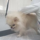 멍냥미장원 이미지