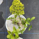 분꽃농장 이미지