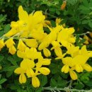 바우바우 이미지