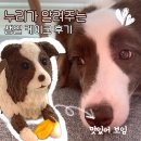 멍집사 | 수원 강아지 케이크 멍집사 후기 수제 간식