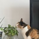 경주동물메디컬센터 | 10살 노묘 발치 수술 1일차