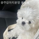 광주강아지분양 블랑펫 네이버블로그