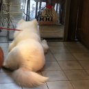 댕댕쿠킹 이미지