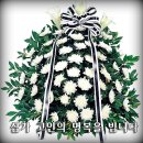 최정회 Daum카페
