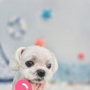 보들하이 이미지