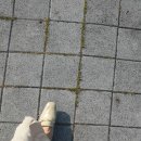 고세 블로퍼 내돈내산 구입 후기 :) jes6109 베이지
