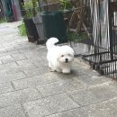 글로리 폭스 꼬똥 이미지