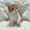 스파리버 캐터리 이미지